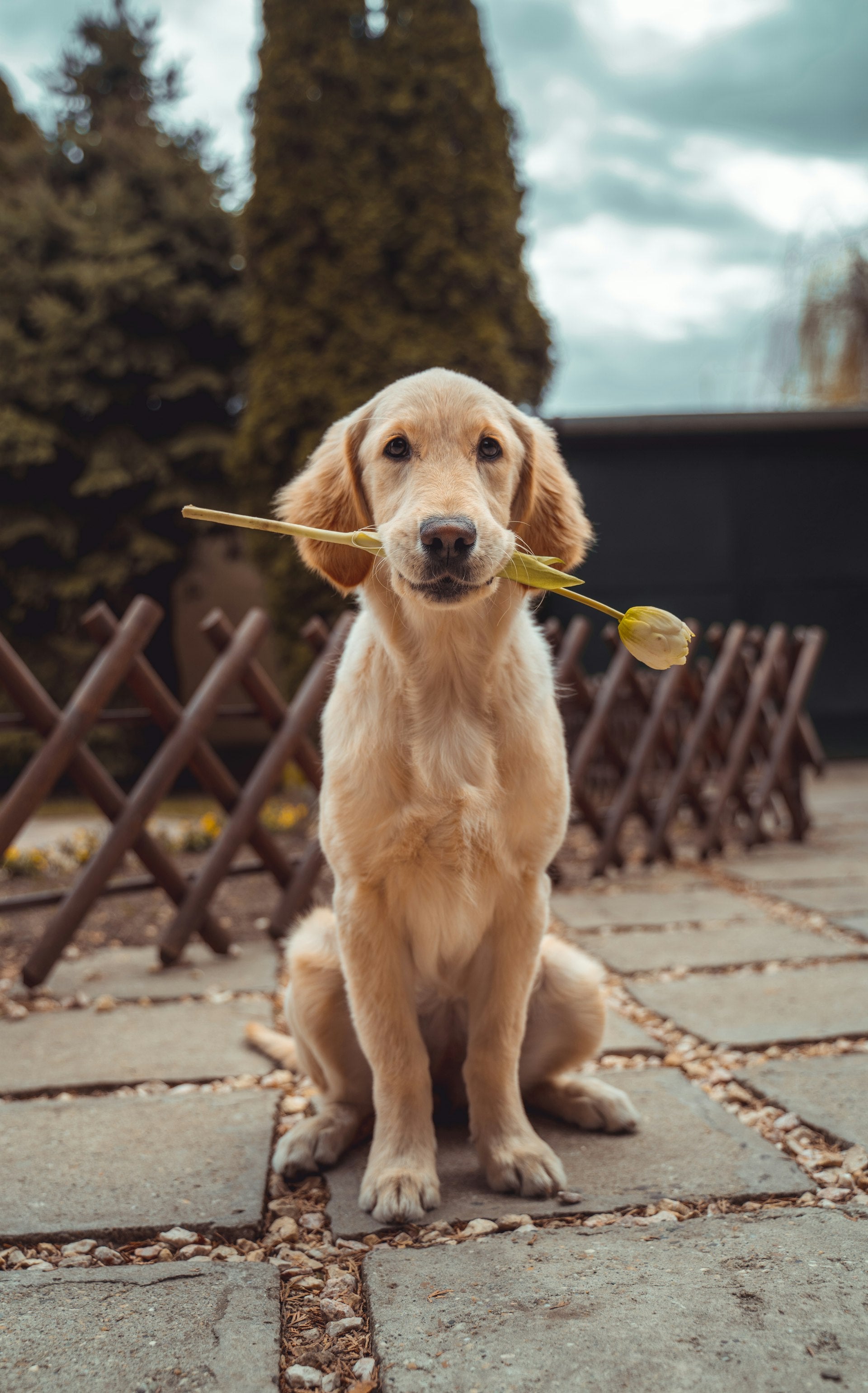 Chiot golden retriever dans un jardin