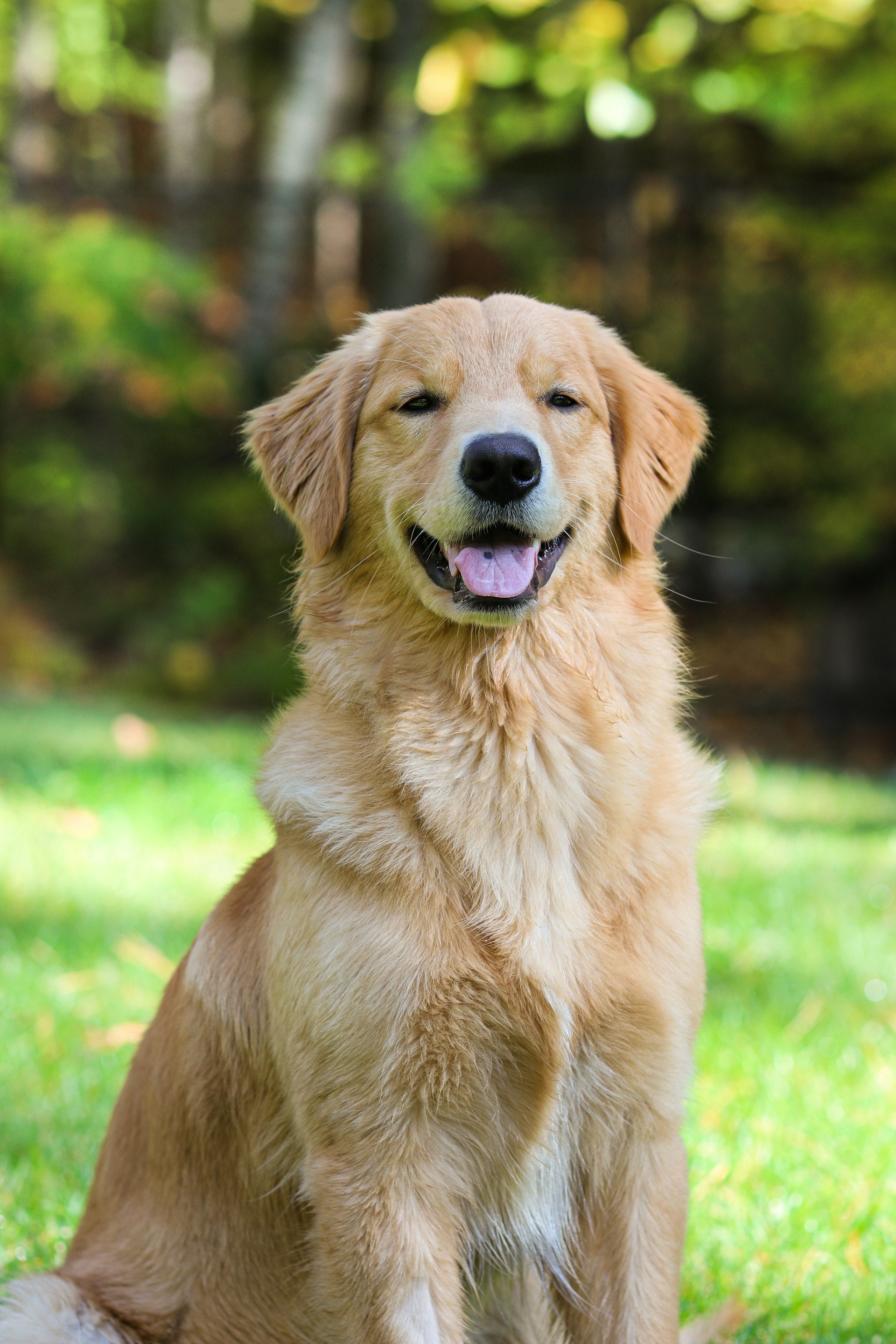 Chien au pelage brillant dans un pré