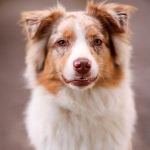 Nala de Julien M.