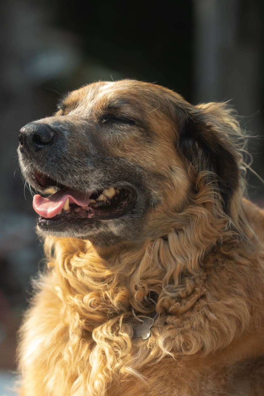 Chien senior paisible