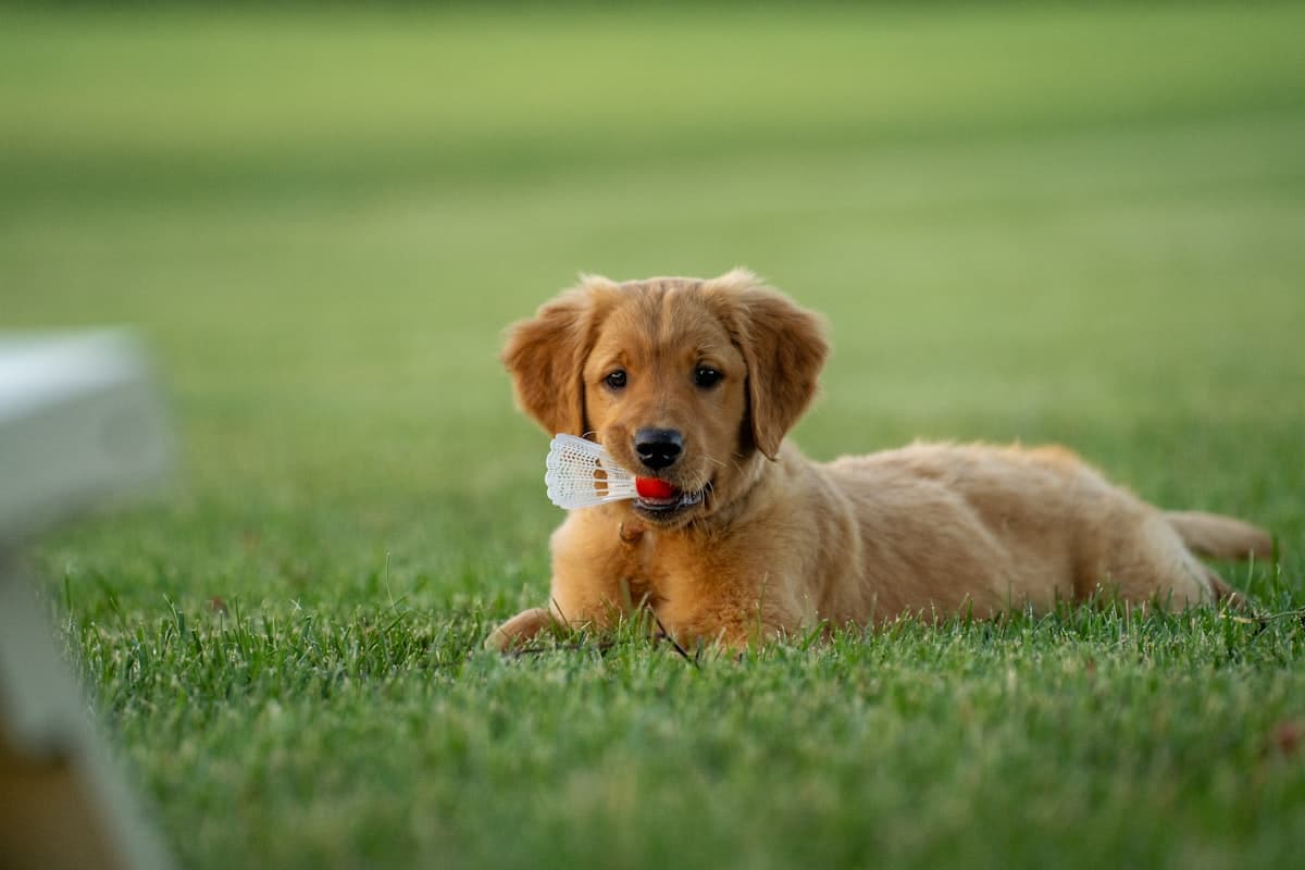 Chien serein allongé dans l'herbe