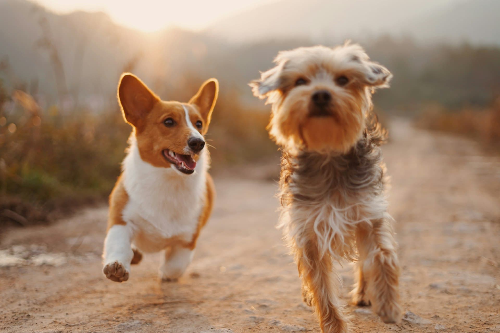 Deux chiens heureux qui gambadent au soleil couchant