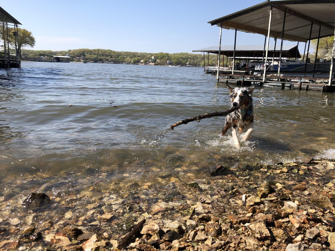 Un chien épanoui en pleine nature
