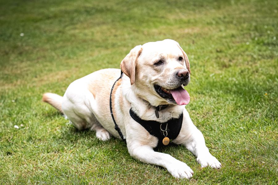 Chien adulte en pleine forme au grand air