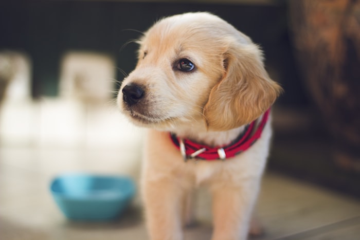 Chiot curieux près de sa gamelle