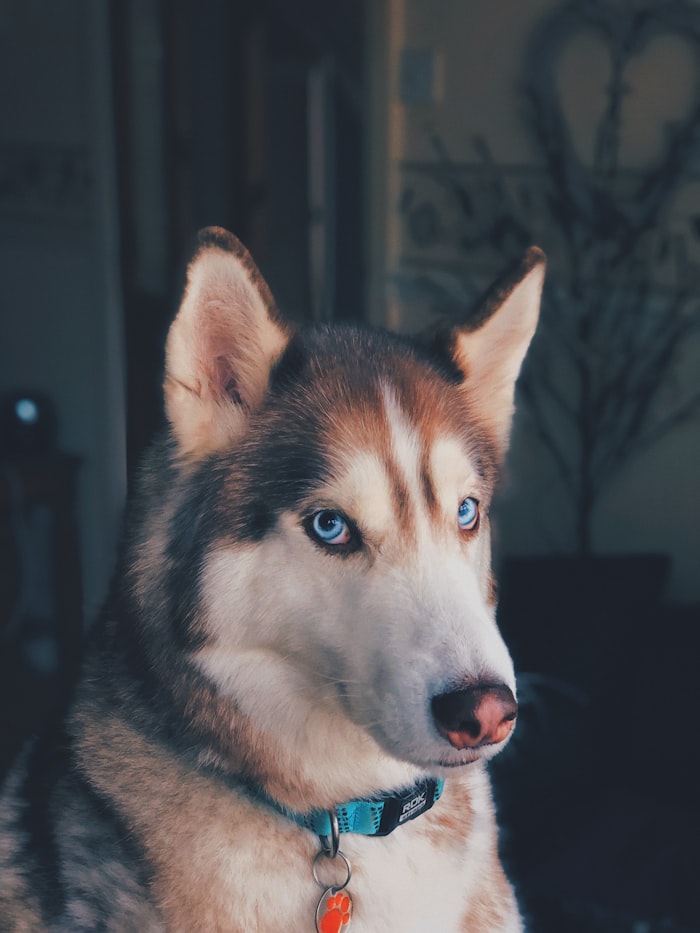 Chien apaisé aux yeux clairs