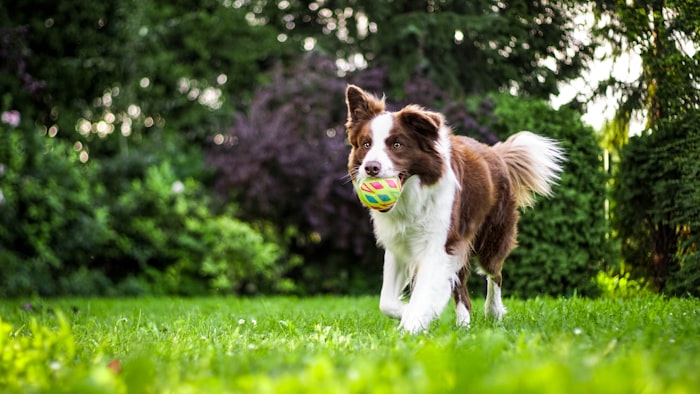 Grand chien qui court dans un jardin