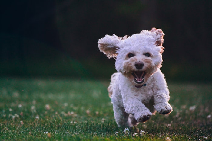 Chien au pelage soyeux dans un pré