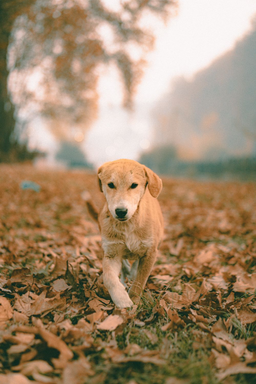 Chien en balade, silhouette svelte