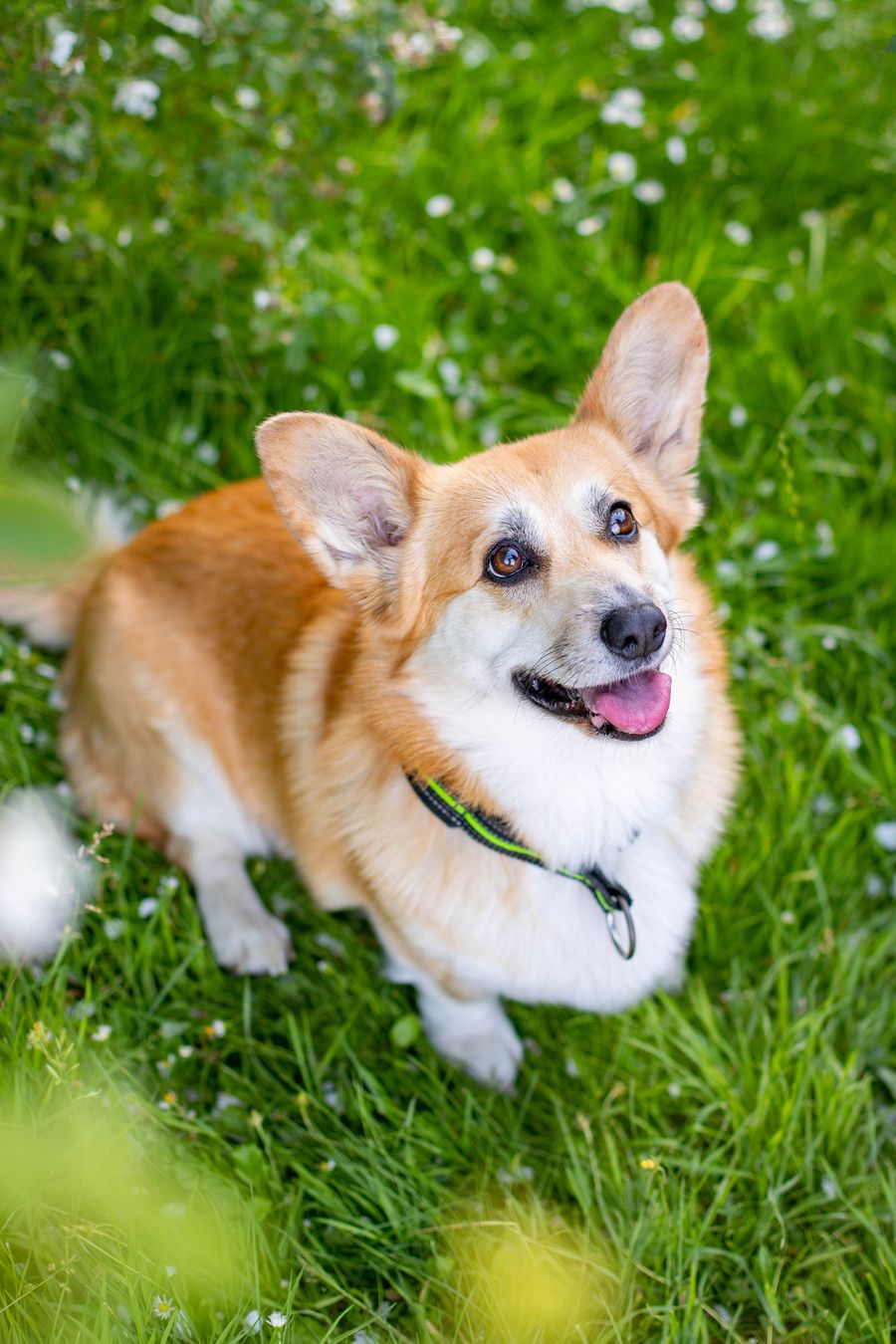 Chiot joueur dans l'herbe