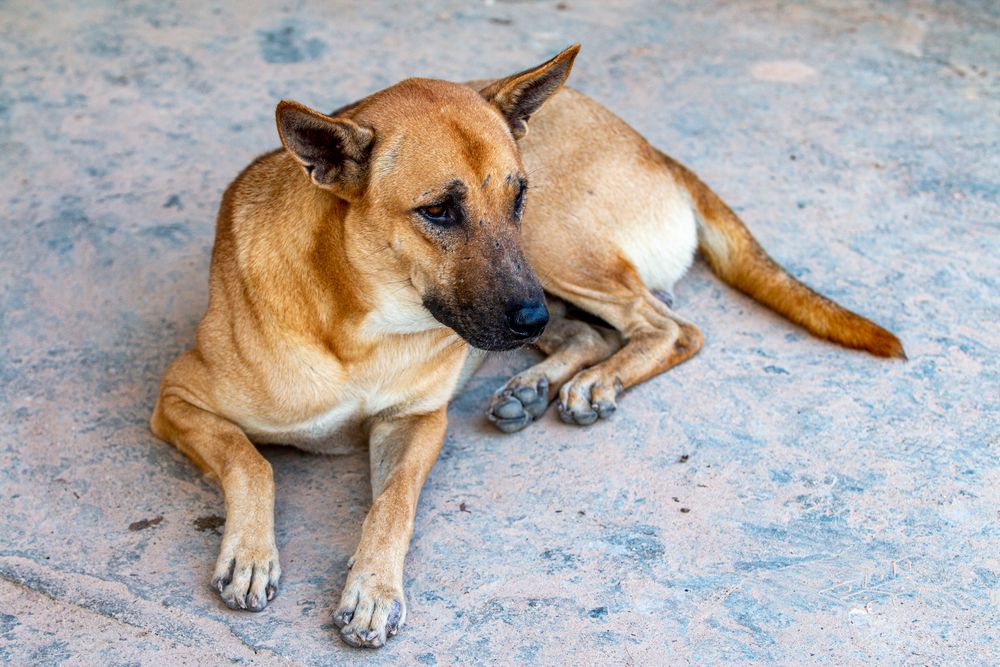 Chien allongé, museau posé au sol