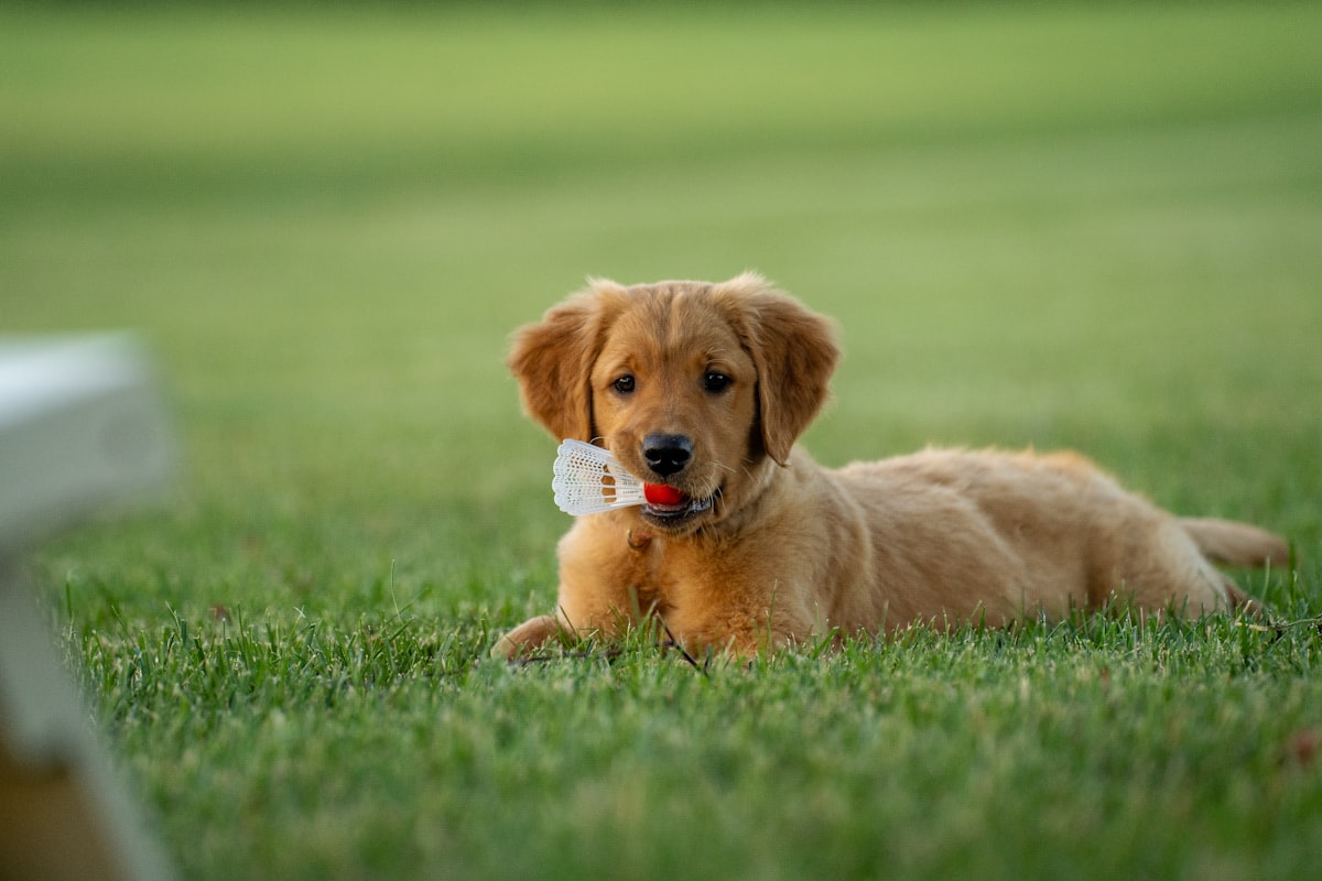 Chien serein allongé dans l'herbe