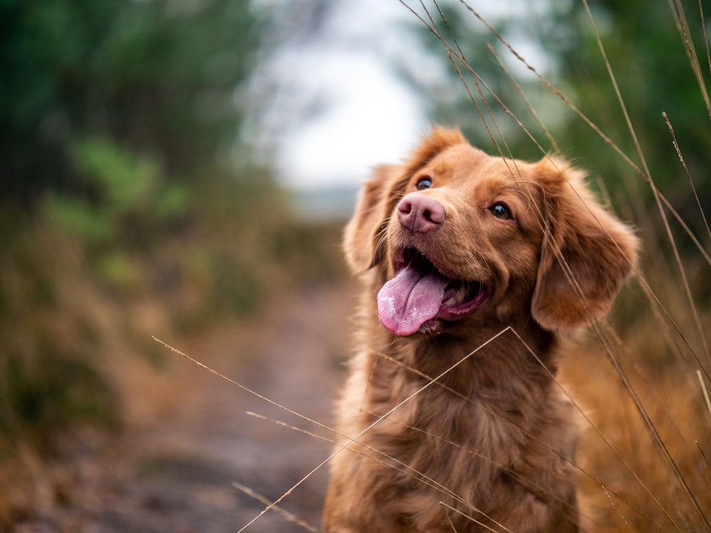 Chien attentif, la tête légèrement penchée
