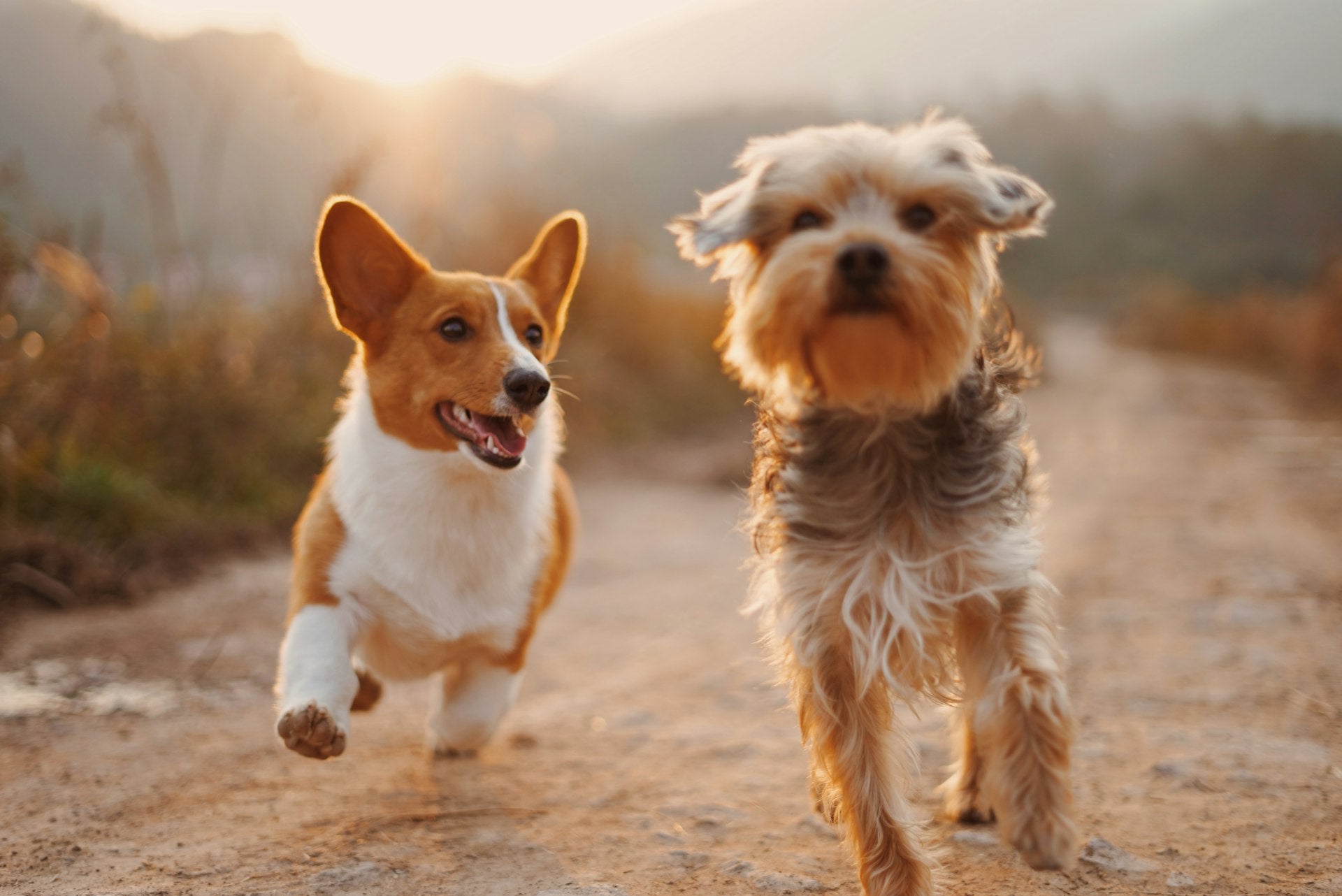 Chien qui se dépense en plein air
