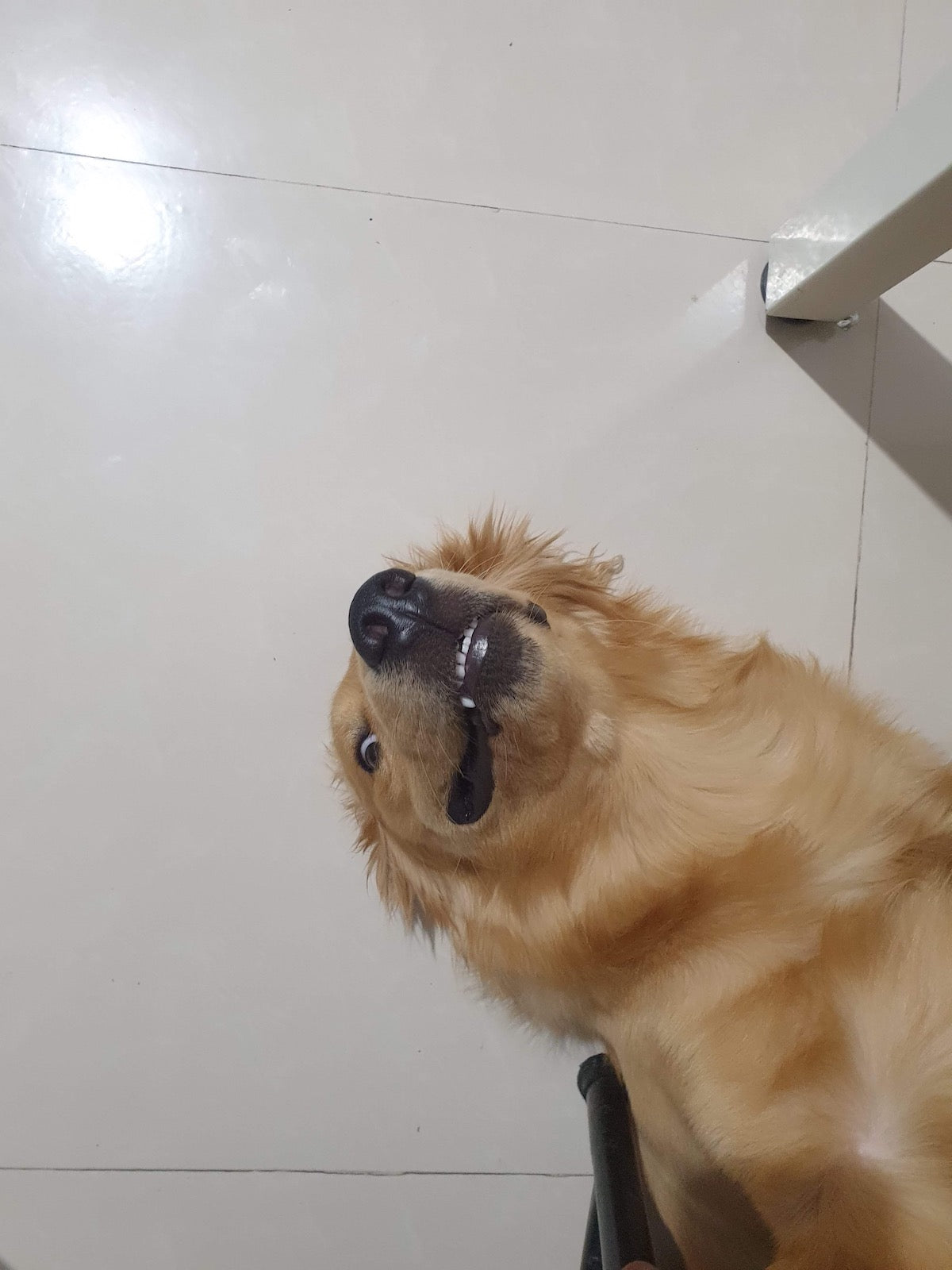 Chien heureux prêt à découvrir sa recette NutriDoggy