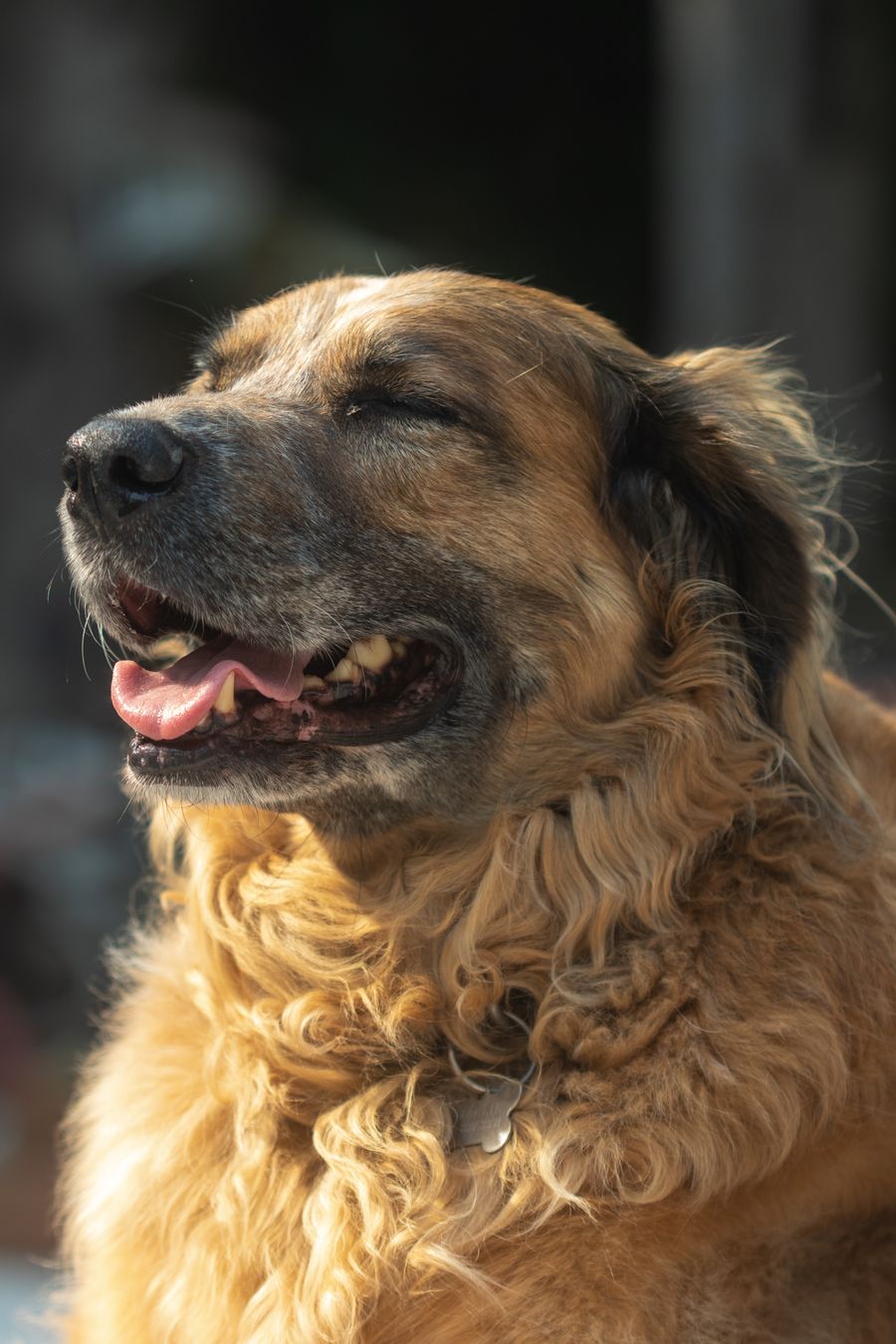 Chien senior paisible