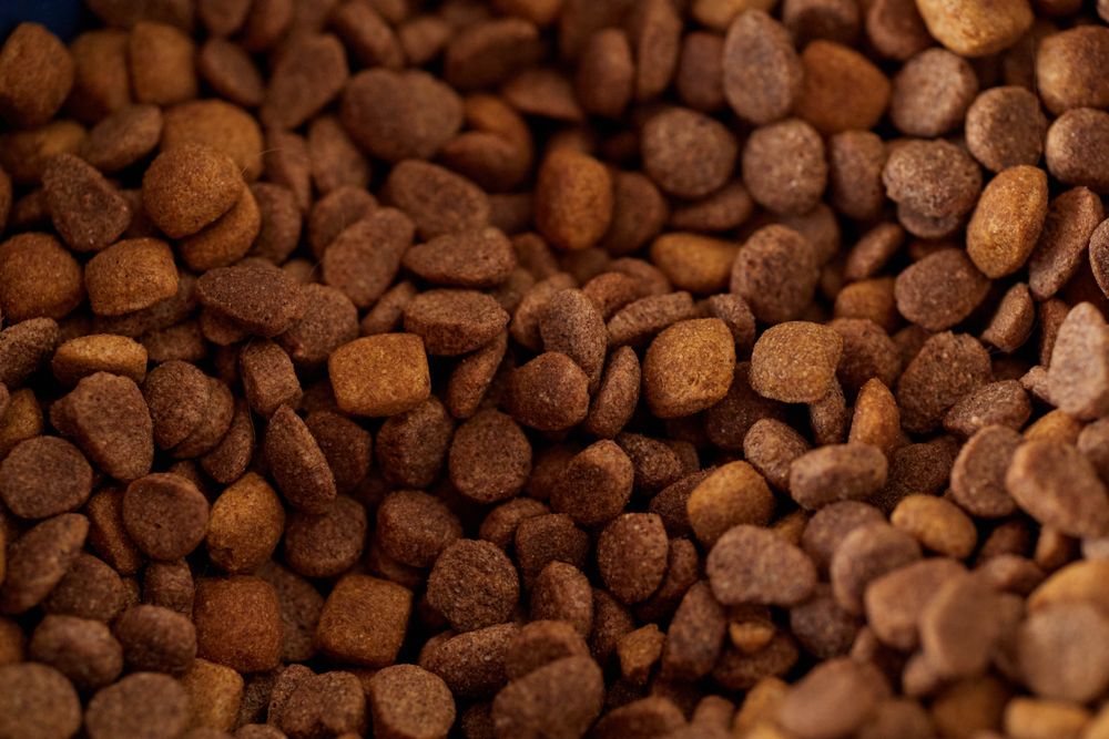 Croquettes en gros plan pour une transition alimentaire