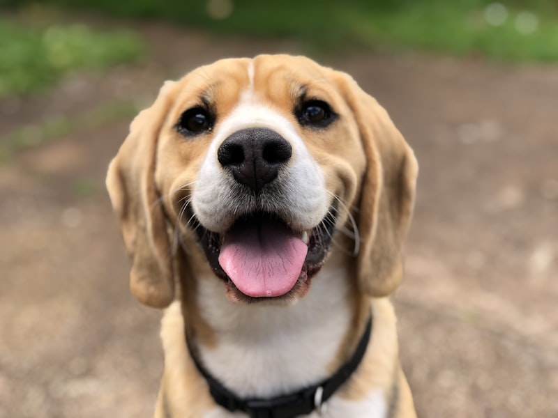 Chien heureux et en pleine forme